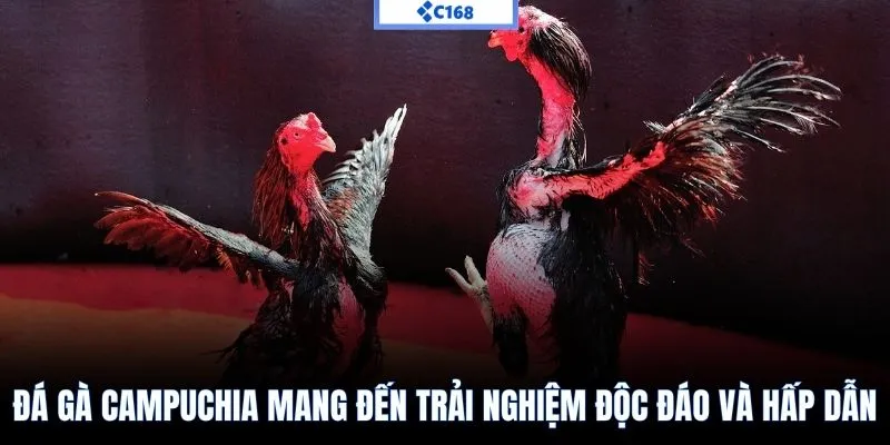Đá gà Campuchia mang đến trải nghiệm độc đáo và hấp dẫn