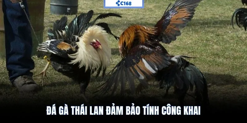 Đá gà Thái Lan đảm bảo tính công khai
