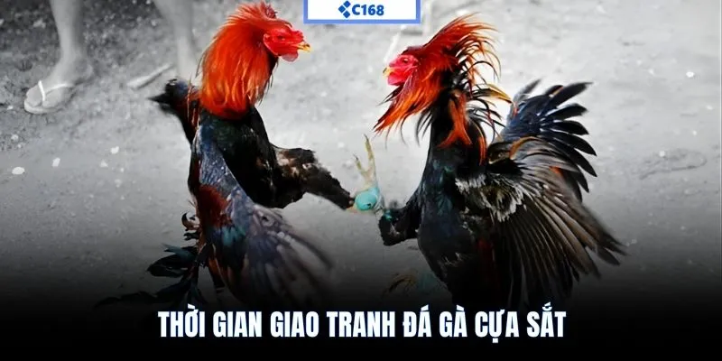 Thời gian giao tranh đá gà cựa sắt